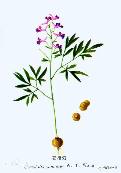 Bencao Gangmu: Yán Hú Suǒ (Corydalis Yanhusuo)