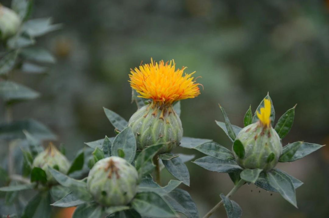 Weekly Herb | Jinan Ethnic Hospital Introduces "Safflower"