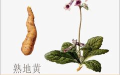 The Four Dimensions of Medicinal Herbs: The Good Minister