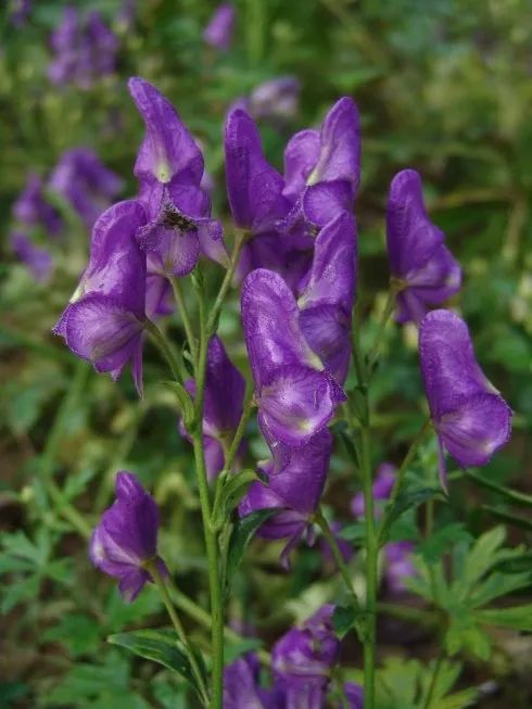 Aconite (Fu Zi) - Properties, Uses, and Preparation in Traditional Chinese Medicine