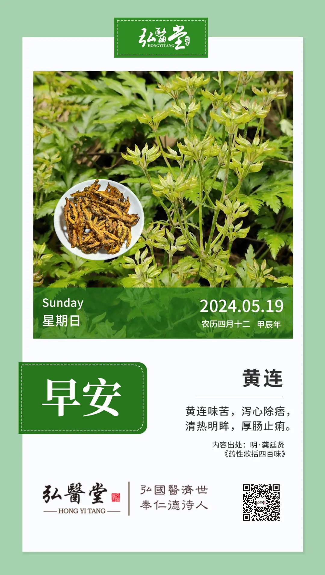 Daily Herb Knowledge: Good Morning | Huang Lian - "Clears Heat, Drains Dampness, Relieves Fire and Detoxifies"