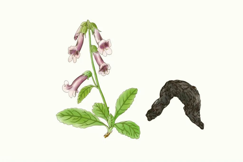The Five Major Benefits of Rehmannia Glutinosa and Doctor's Advice: Four Groups of People Should Avoid It