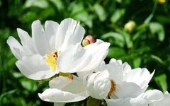 Understanding Chinese Herbal Medicine: Bai Shao (White Peony)