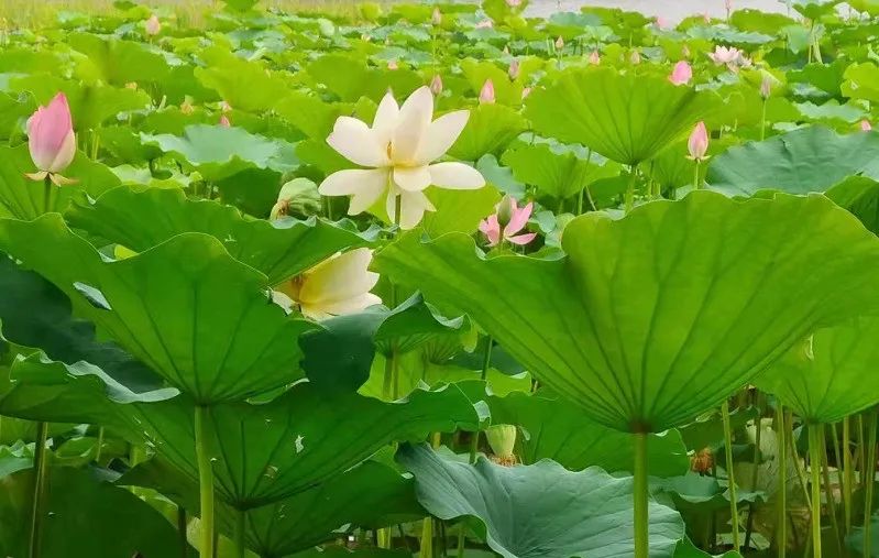 11 Classic Quotes from the Huangdi Neijing: Understanding the Wisdom of Health Preservation!