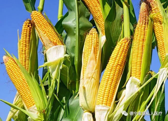 Understanding Damp-Heat Constitution: Characteristics and Dietary Adjustments