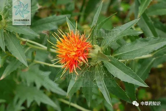 Knowledge of Chinese Herbal Medicine: Safflower