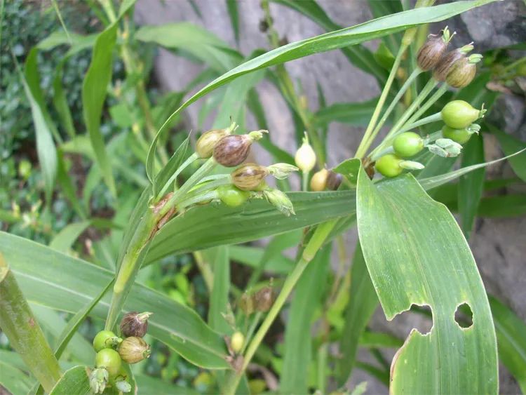 Illustrated Materia Medica: The Authentic Medicinal Material "Yi Yi Ren"