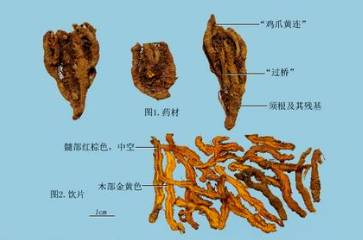Essential Knowledge of Chinese Medicine: Huang Lian (Coptis)