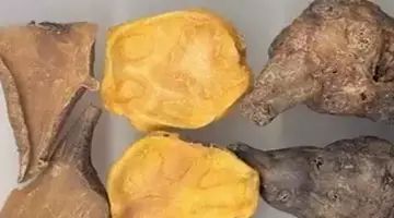 Understanding Chinese Medicine - Fuzi: The Remarkable Effects of Properly Combining Fuzi in Traditional Chinese Medicine!