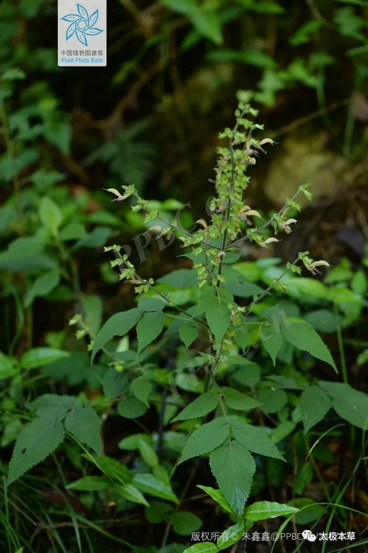 Dan Shen: A Valuable Herb for Heart Disease, Thrombosis Prevention, and Trauma Recovery