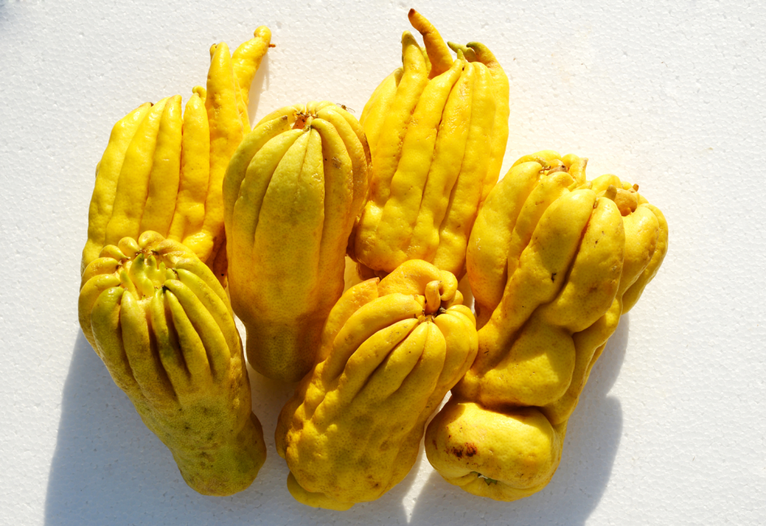 Exploring the Benefits of Fo Shou (Buddha's Hand) in Traditional Chinese Medicine