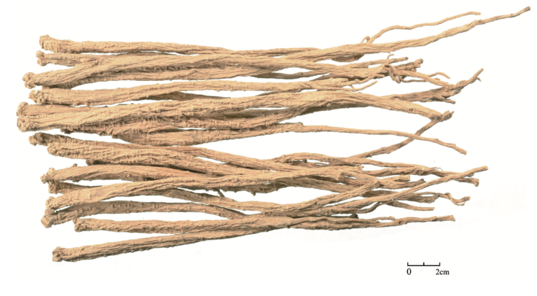 Exploring the Medicinal Qualities of Dang Shen (Codonopsis pilosula)