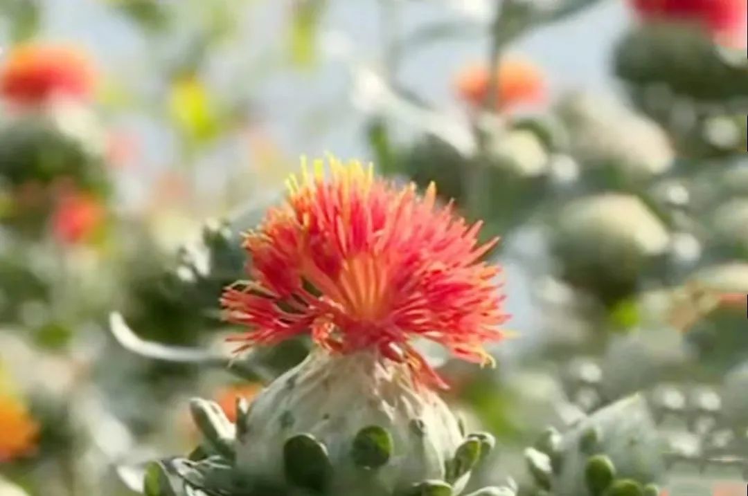 How to Cultivate Safflower (Carthamus tinctorius)?