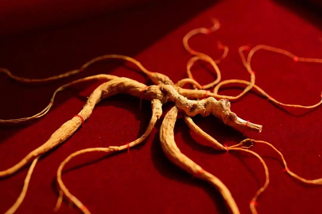 Young People Embrace Changbai Mountain Ginseng!