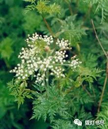 Chuanxiong (Ligusticum chuanxiong) - A Comprehensive Overview