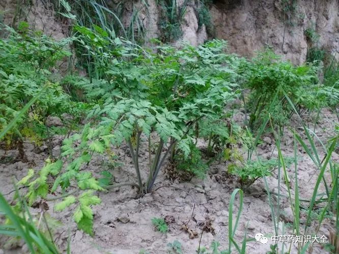 Angelica Sinensis: A Comprehensive Overview