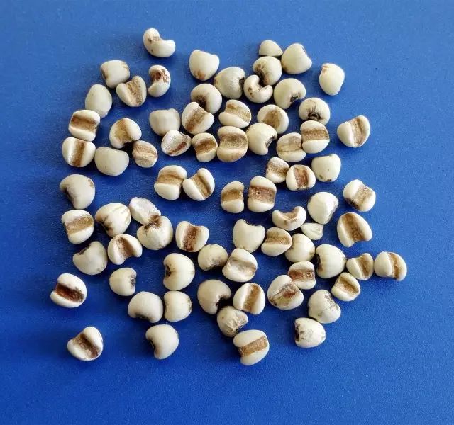 Identification Series of Common Chinese Medicinal Herbs: Coix Seed