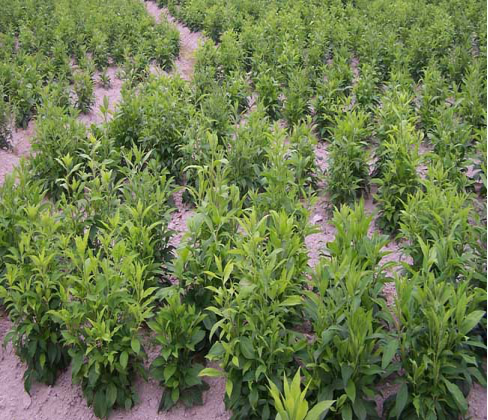 The Efficacy and Cultivation Techniques of Atractylodes