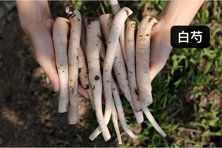 Understanding Chinese Herbal Medicine: Bai Shao (White Peony)