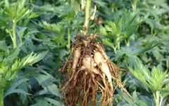 Chinese Medicinal Herb: Fu Zi (Aconite)