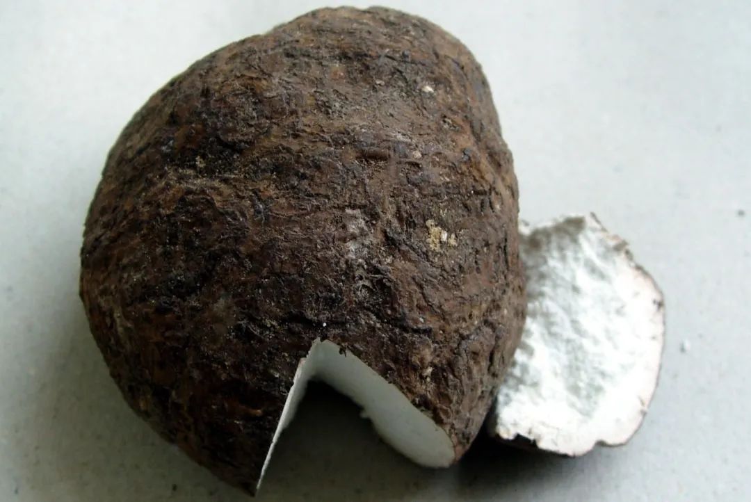 One of the Top Ten Chuan Medicinal Herbs: Fu Ling (Poria)