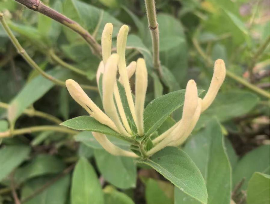 Pharmaceutical Science Popularization | (1) Honeysuckle: The Cool Guardian of Summer