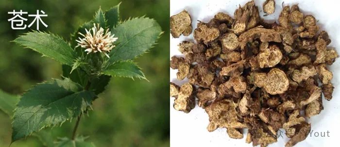 Secret Recipe for Treating Colitis by Renowned Physician Tang Chengzu: Fu Zheng Qu Xie Decoction