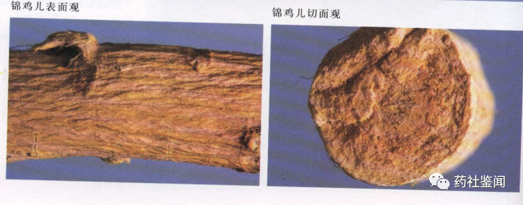 Traditional Chinese Medicine - Huangqi (Astragalus Root)
