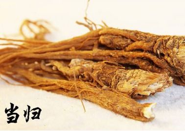 Angelica Sinensis: A Sacred Herb for Women's Health