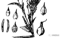 Chinese Herbal Medicine: Coix Seed (Yi Yi Ren)
