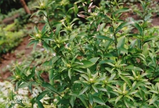 Weekly Herb Spotlight: Cang Zhu (Atractylodes)