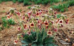 Daily Herb Study: Rehmannia Glutinosa (Shu Di Huang)