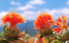 How to Consume Safflower (Honghua)?
