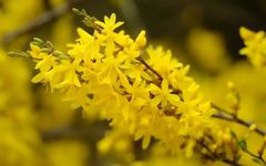 The TCM Perspective on Lian Qiao (Forsythia suspensa)