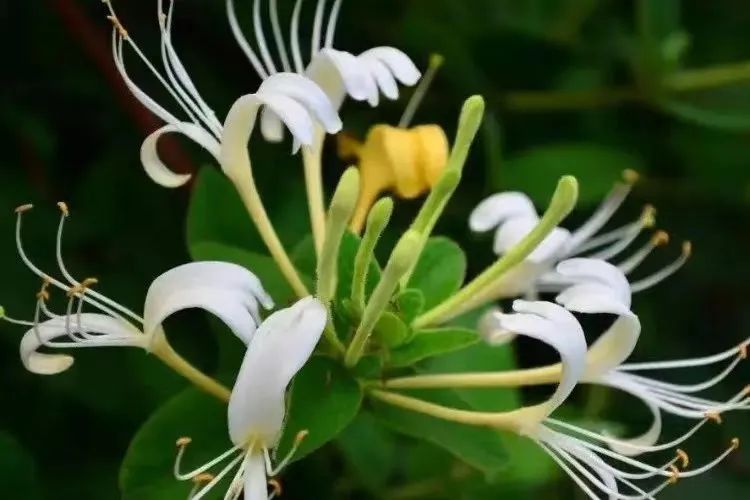 Honeysuckle (Jin Yin Hua) - A Comprehensive Overview