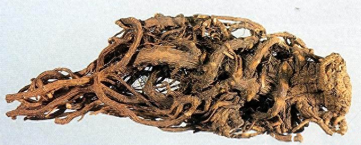 Identification of Angelica Sinensis (Dong Quai)