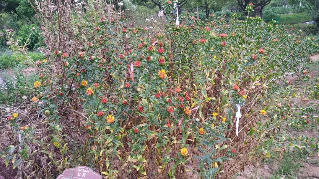 Safflower: A Healthy Nutritional Oil