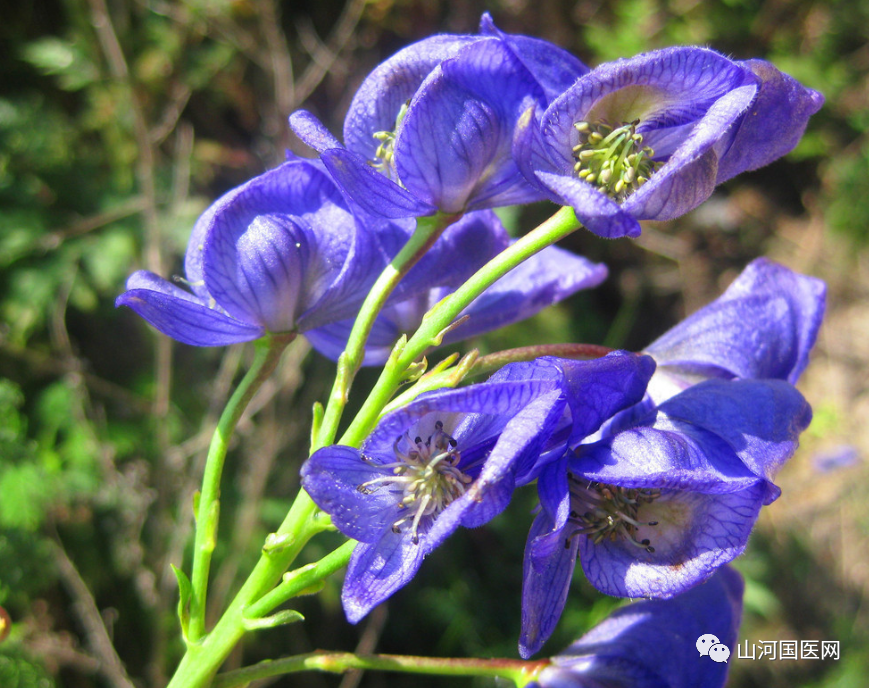 Aconite: A Comprehensive Overview