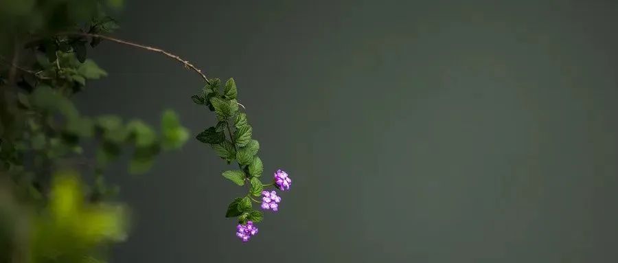 Warm Yang Method Recommended by Famous Physicians of the Yuan Dynasty, Especially Suitable for Those with Spleen and Stomach Deficiency, Qi and Blood Insufficiency, and Yang Deficiency