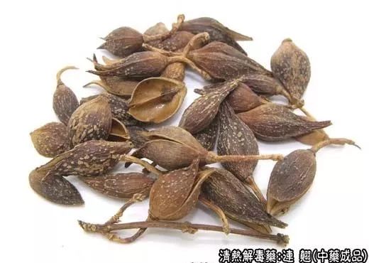The Efficacy and Functions of Lian Qiao: Clearing Heat, Detoxifying, Dissipating Nodules, and Reducing Swelling