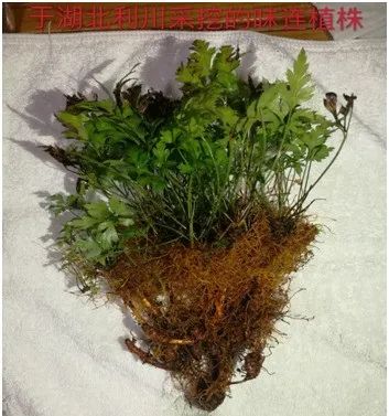Traditional Chinese Medicine Series: Huang Lian (Coptis)