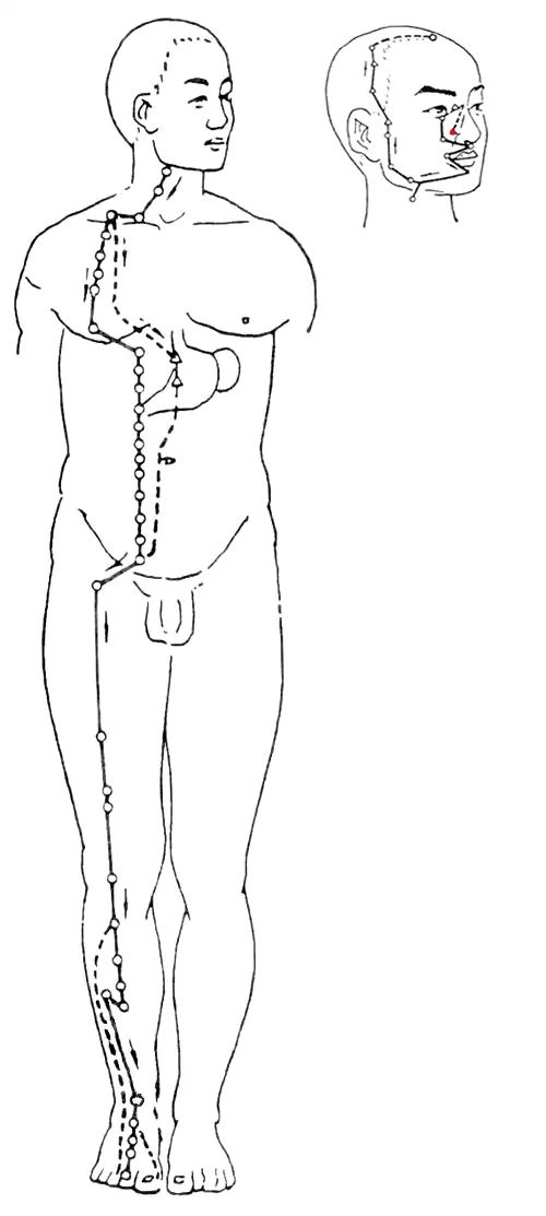 Diagram of the Twelve Meridians (Latest)