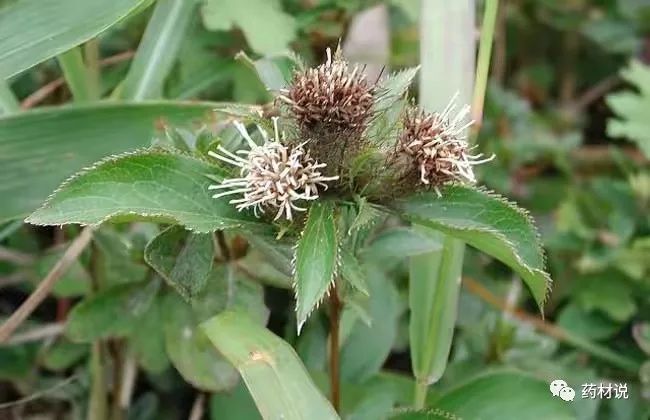 High-Yield Cultivation Techniques for Atractylodes (Cang Zhu)