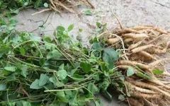 Introduction to Dang Shen (Codonopsis pilosula): Benefits and Usage