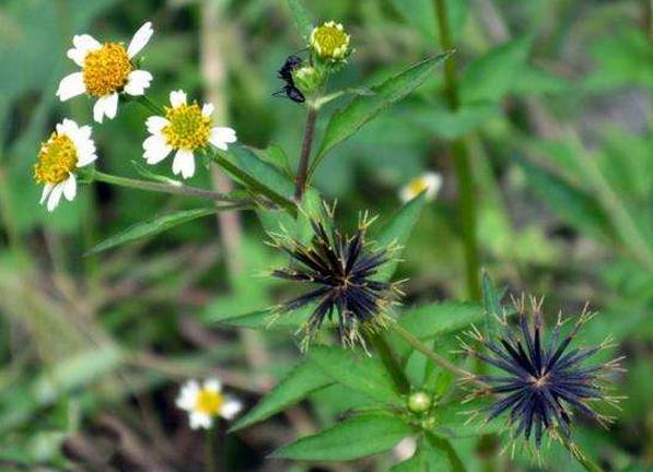 A Comprehensive Guide to 50 Common Medicinal Herbs in Rural Areas