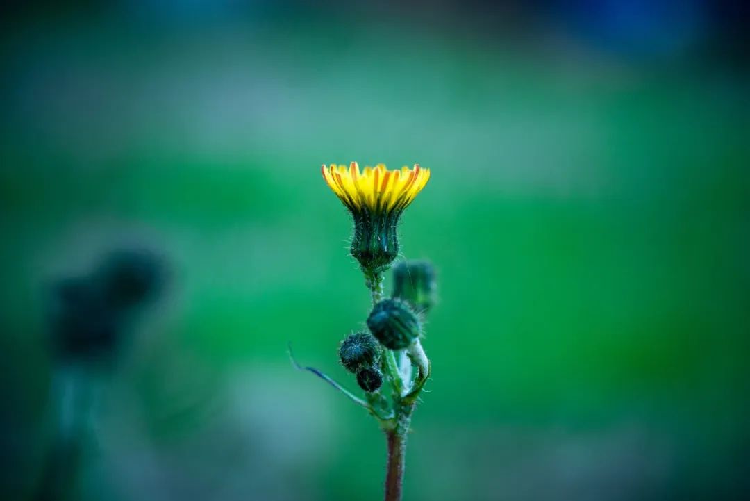 The "Queen of Herbs" for Clearing Heat, Detoxifying, Reducing Swelling, and Promoting Urination