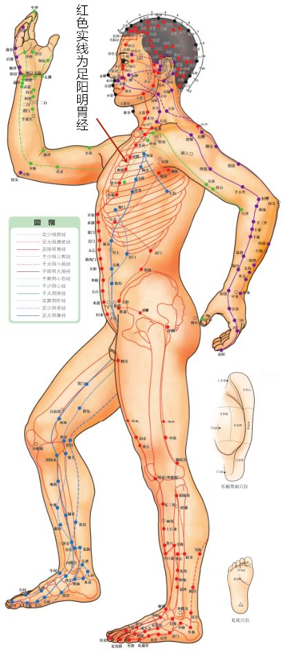 Acupoint Knowledge | The Qi She Point of the Stomach Meridian of the Foot Yangming