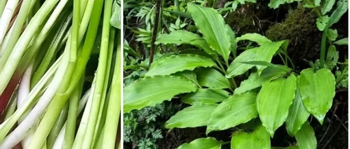 Spring Yang Energy Rises: A Great Time for Activating Blood Circulation with Seasonal Herbs