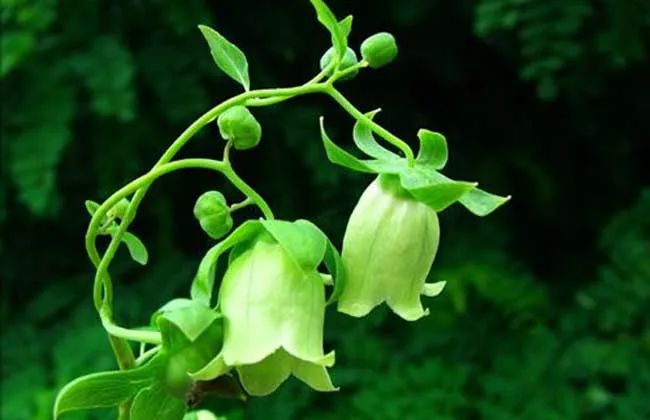Knowledge of Ginseng Part Seven - The Effects and Usage of Codonopsis