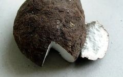 The Mysteries of Fuling (Poria) Root